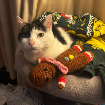 photo-chat-mou mou milk