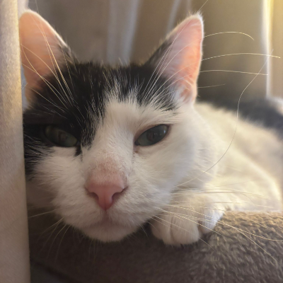 photo-chat-mou mou milk