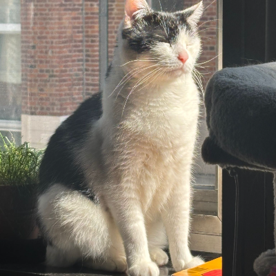 photo-chat-mou mou milk