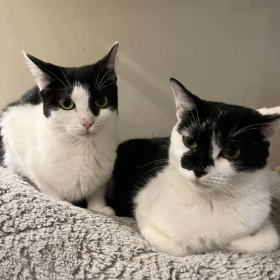 photo-chat-tartelette