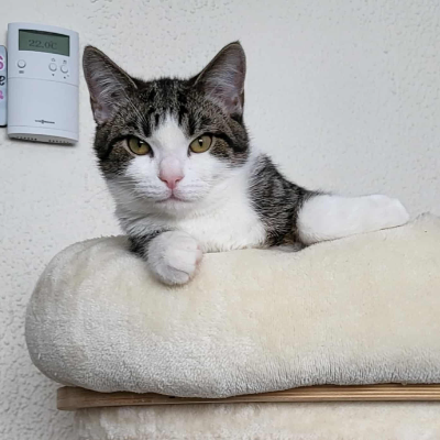 photo-chat-charles-onion