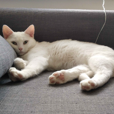 photo-chat-oblivion
