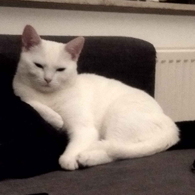 photo-chat-oblivion