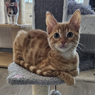 photo-chat-abricot 
