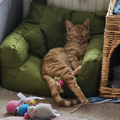photo-chat-abricot 