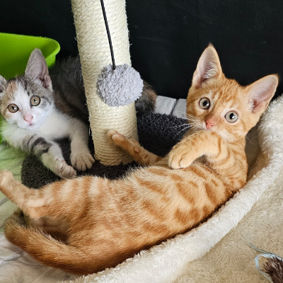 photo-chat-abricot 