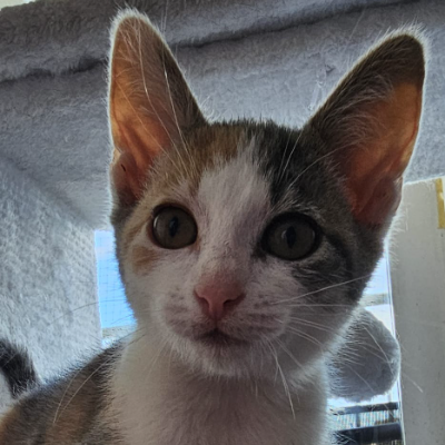 photo-chat-tequilla