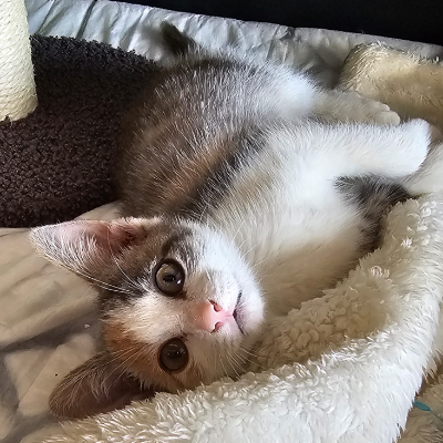photo-chat-tequilla