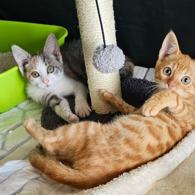 photo-chat-tequilla