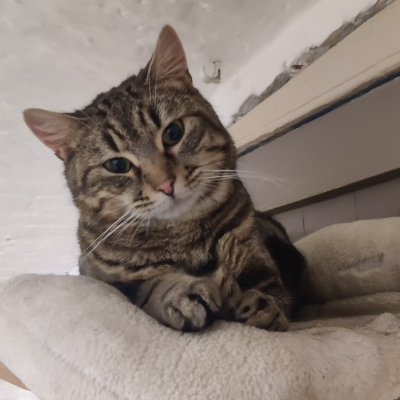 photo-chat-zou