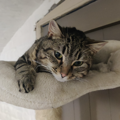 photo-chat-zou