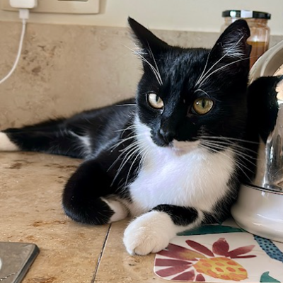 photo-chat-léonnie 