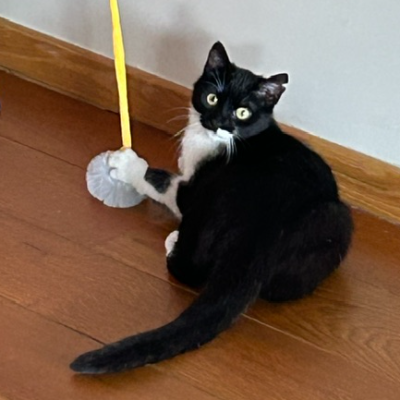 photo-chat-léonnie 