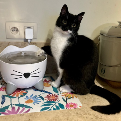 photo-chat-léonnie 
