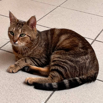 photo-chat-omalley