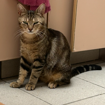 photo-chat-omalley