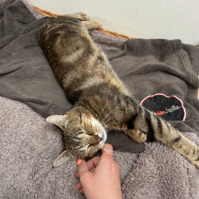 photo-chat-omalley