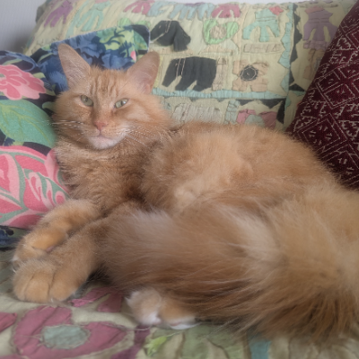 photo-chat-emir