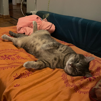 photo-chat-belly