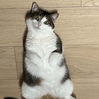 photo-chat-aneth