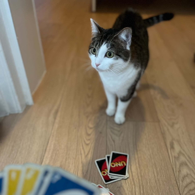 photo-chat-aneth