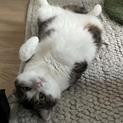 photo-chat-aneth