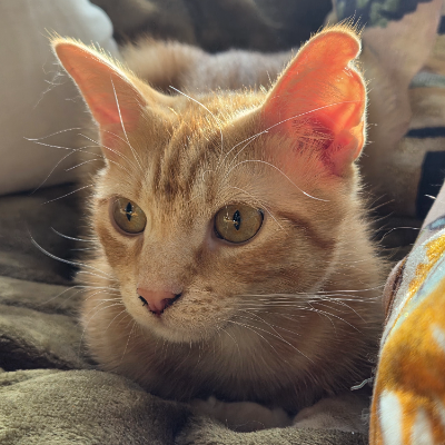 photo-chat-tonny