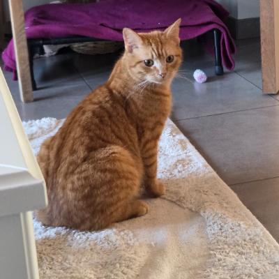 photo-chat-tonny
