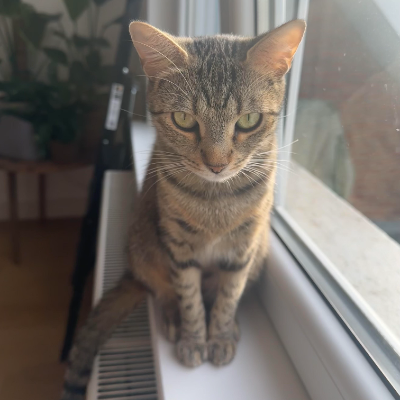 photo-chat-nila