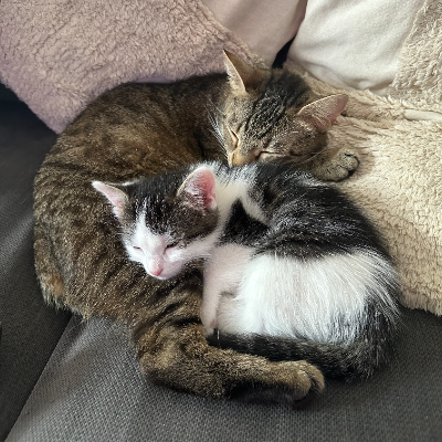 photo-chat-nila