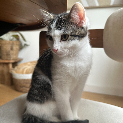 photo-chat-baia