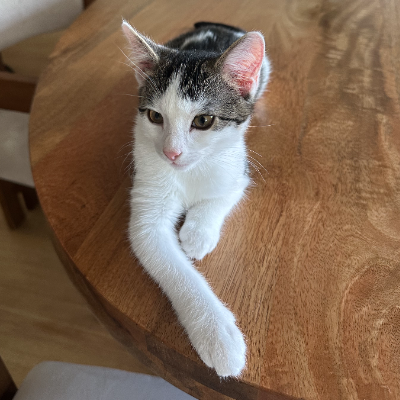 photo-chat-baia