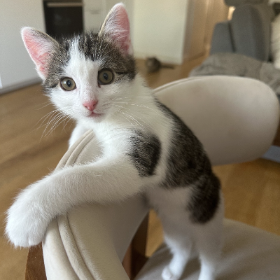 photo-chat-baia