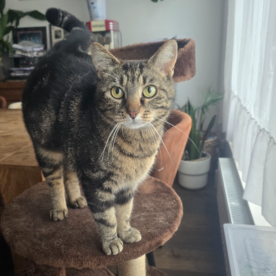 photo-chat-pepitte
