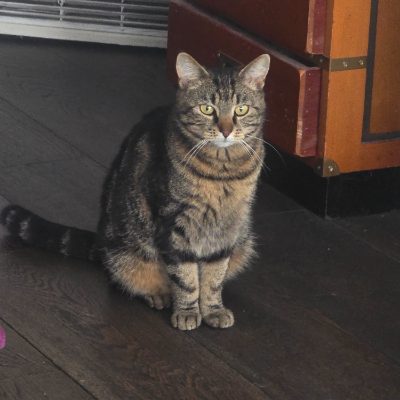 photo-chat-pepitte
