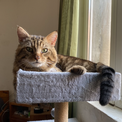 photo-chat-maru