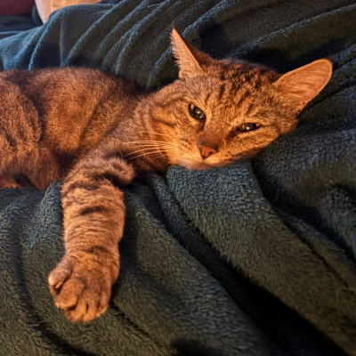 photo-chat-maru