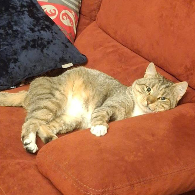 photo-chat-miaouchel