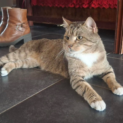 photo-chat-miaouchel