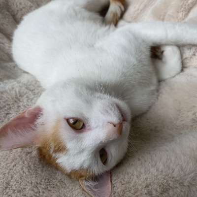 photo-chat-billi