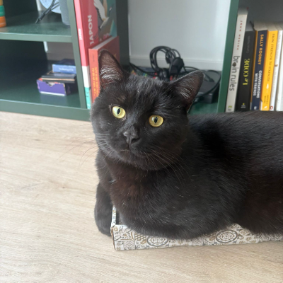 photo-chat-newton