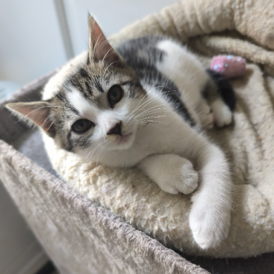 photo-chat-thor