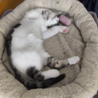 photo-chat-thor