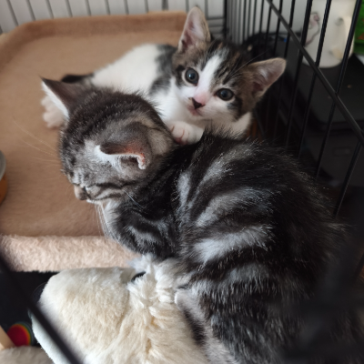 photo-chat-thor
