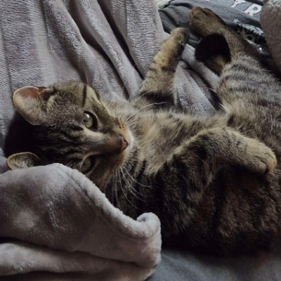 photo-chat-sonic