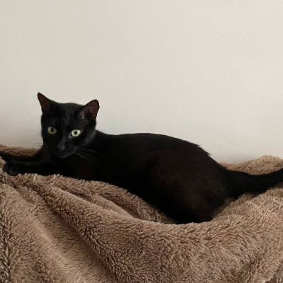 photo-chat-ombre