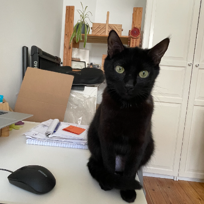 photo-chat-ombre