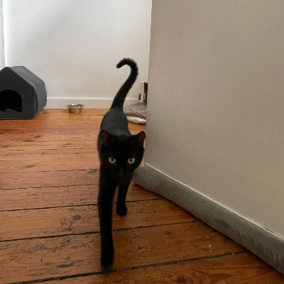photo-chat-ombre