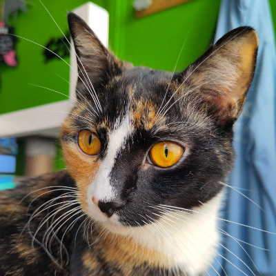 photo-chat-menthe