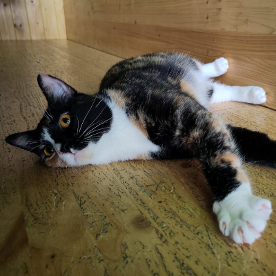 photo-chat-menthe